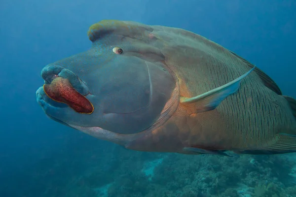 大規模なナポレオンの閉鎖は 熱帯のサンゴ礁で水中で泳いでいる間 巨大なモレイウナギに魚チリヌスアンデュラトゥスの餌を投げます — ストック写真