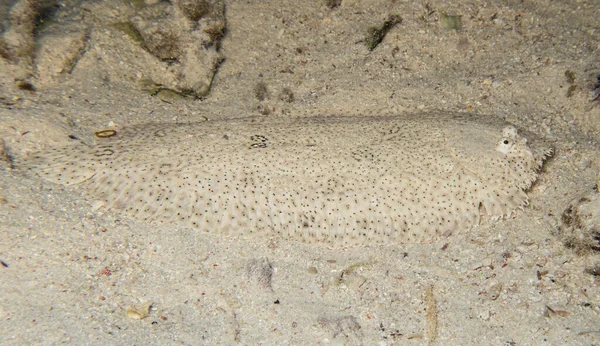 Closeup Musas Linguado Pardachirus Marmoratus Flatfish Camuflado Enquanto Nadava Fundo — Fotografia de Stock