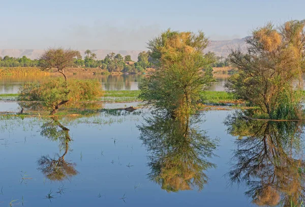 Träd Sommaren Landsbygden Översvämmade Gräsfält Äng Landskap Inställning Med Reflektion — Stockfoto