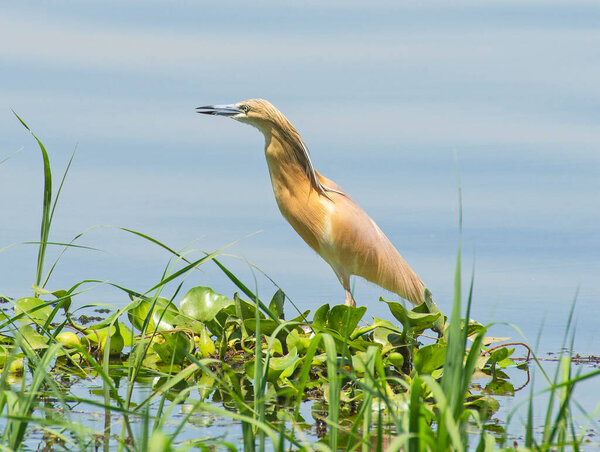 Squacco heron ardeola ralloides stood on edge of river bank wetlands in grass reeds