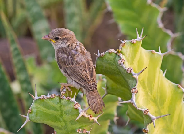 Pasillo Gorrión Casa Juvenil Domesticus Estaba Encaramado Fronda Hoja Planta — Foto de Stock