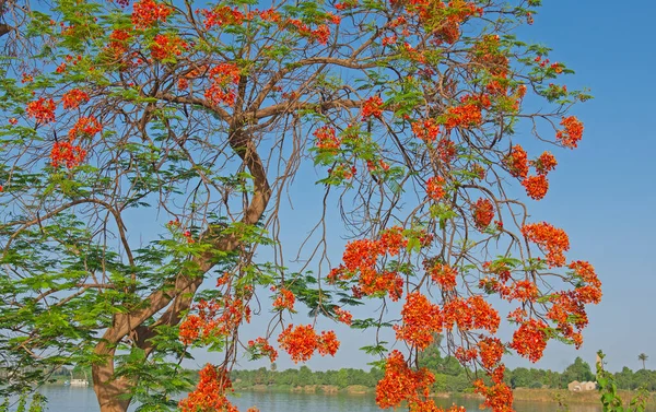 Laranja Alfarrobeira Ceratonia Siliqua Flores Contra Céu Azul Fundo Grande — Fotografia de Stock