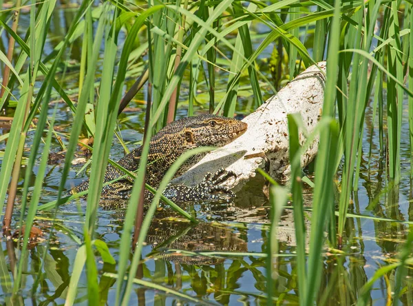 Monitoreo Del Nilo Lagarto Varanus Niloticus Escondido Trozo Polución Poliestireno Imagen de archivo