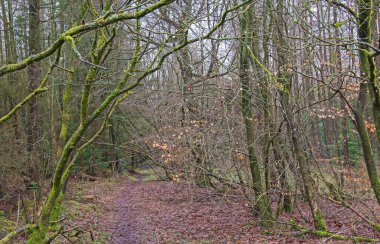 Kışın kırsal alanda uzak bir ormanlık arazide izini sürebiliriz.