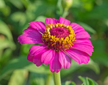 Bahçede pembe taç yaprakları ve sarı kekikli bir yıldız çiçeğinin yakın plan ayrıntıları.