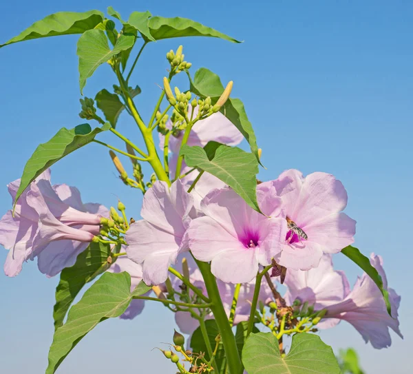园内有花瓣及柱头的粉红芙蓉植物的特写 — 图库照片
