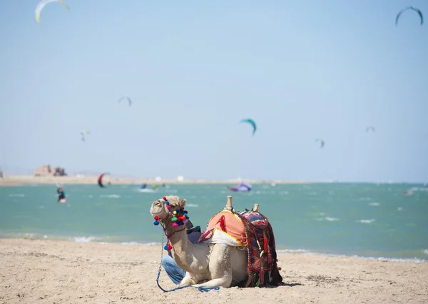 Camello en una playa con cometas surfistas — Foto de Stock