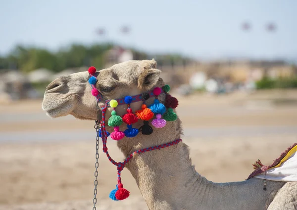 Cabeza de dromedario camello con brida ornamentada — Foto de Stock
