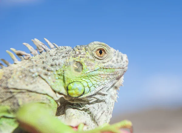 Cabeza de camaleón contra el cielo azul — Foto de Stock