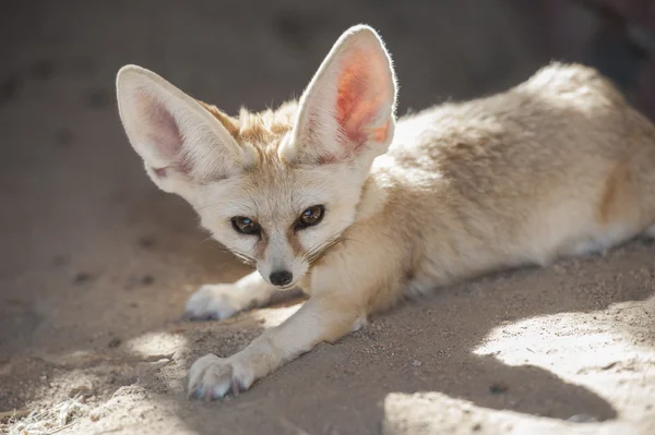 Fennec zorro desierto acostado — Foto de Stock