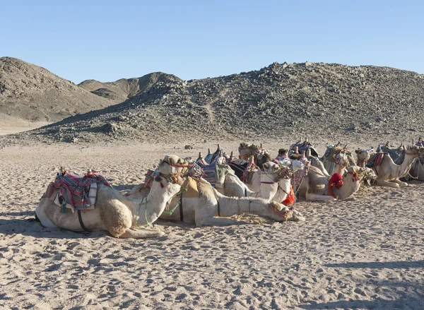 Kudde van dromedary kamelen in de woestijn — Stockfoto