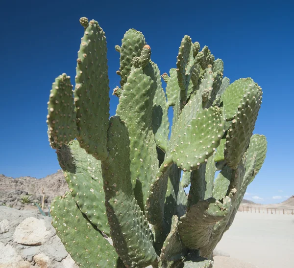 Cactus growing in remote desert — Stock Photo, Image