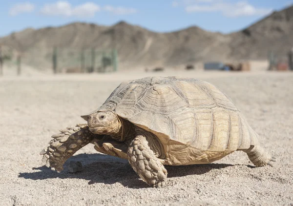 Large tortoise walking in the desert — Stock Image Large tortoise walking in the desert Stock Photo