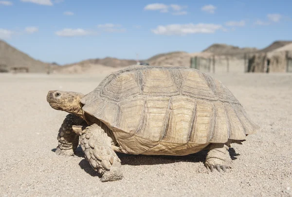 Large tortoise walking in the desert — Stock Image Large tortoise walking in the desert Royalty Free Stock Images