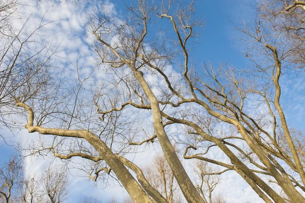 Kala träd mot en blå himmel bakgrund — Stockfoto