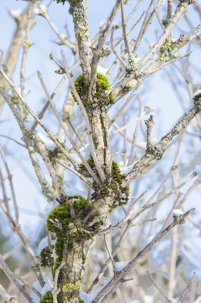 Närbild av mossa på en kala träd — Stockfoto