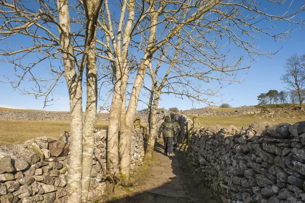 Rambler wandelen in Engels platteland — Stockfoto