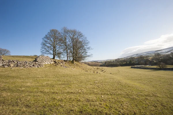 Ağaçlar bir İngilizce kırsal ortamda