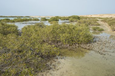 Beyaz mangrov ağaçlar tropikal bir lagün içinde