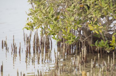 Beyaz mangrov ağaçlar tropikal bir lagün içinde