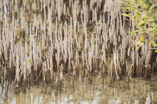 Rötterna av en vit mangrove träd i en tropisk lagun — Stockfoto