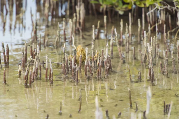 トロピカルなラグーンで白いマングローブ木の根 — ストック写真