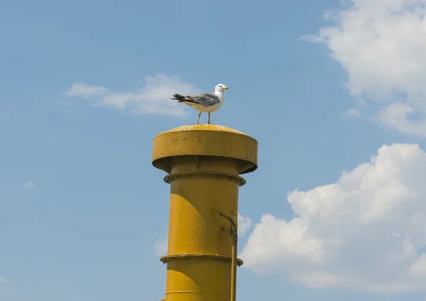 Herring gull perched on ships funnel — 스톡 사진