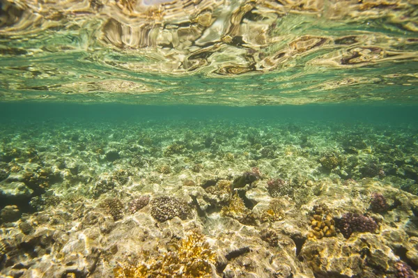 水中の熱帯のサンゴ礁 — ストック写真