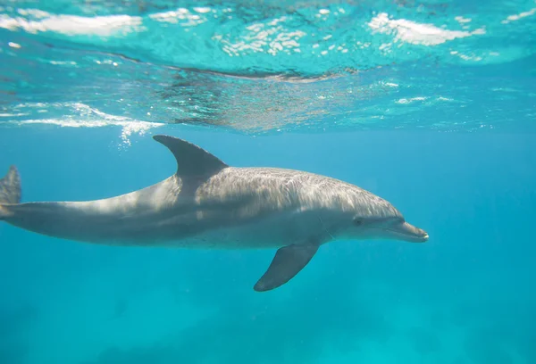 Delfino tursiope che nuota in laguna — Foto Stock
