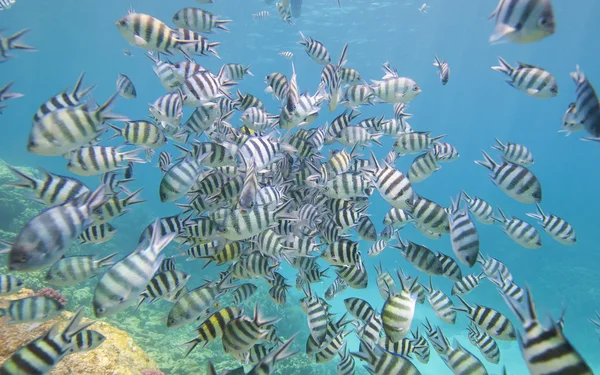 Shoal van sergeant major damselfish op koraal rif — Stockfoto