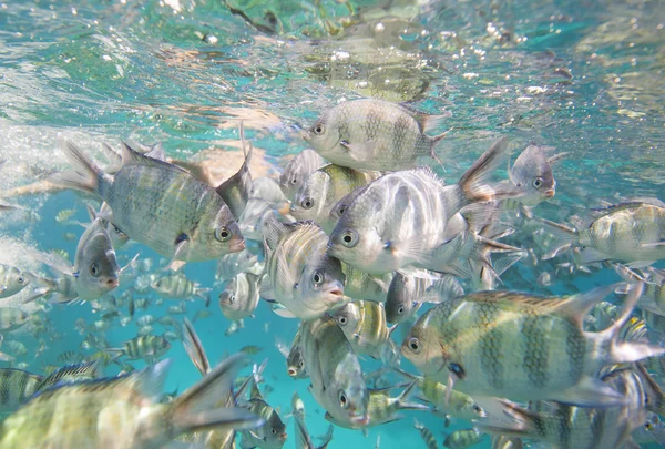 サンゴ礁に曹長スズメダイの群れ — ストック写真
