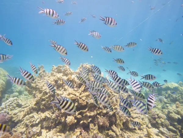 サンゴ礁に曹長スズメダイの群れ — ストック写真