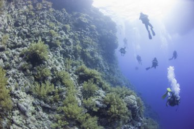 Dalgıçların sualtı mercan resif üzerinde
