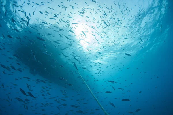 Shoal of fish silhouetted underwater — Stock Photo, Image