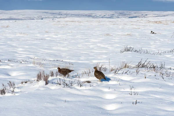 Karlı kış kırsal manzara sahne — Stok fotoğraf