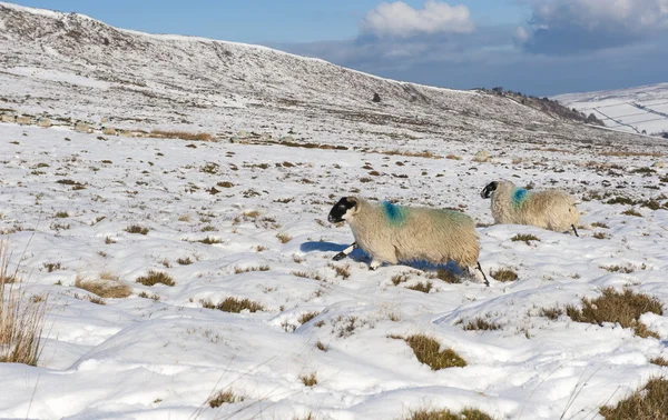 Besneeuwde winter platteland landschap scène — Stockfoto