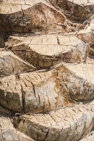 Bark detail of a palm tree — Stock Photo, Image