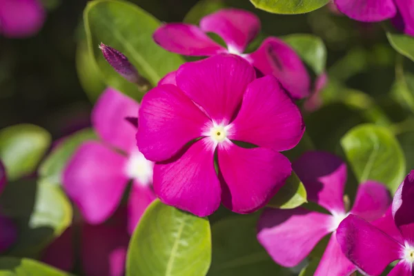Closeup z Madagaskaru barvínek růžový květ — Stock fotografie