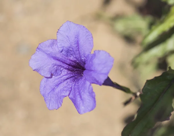 Primo piano di un fiore di petunia selvatica — Foto Stock