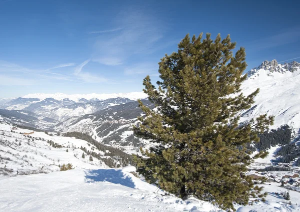 Çam ağacı ile karlı bir yamaç üzerinden panoramik görünüm — Stok fotoğraf
