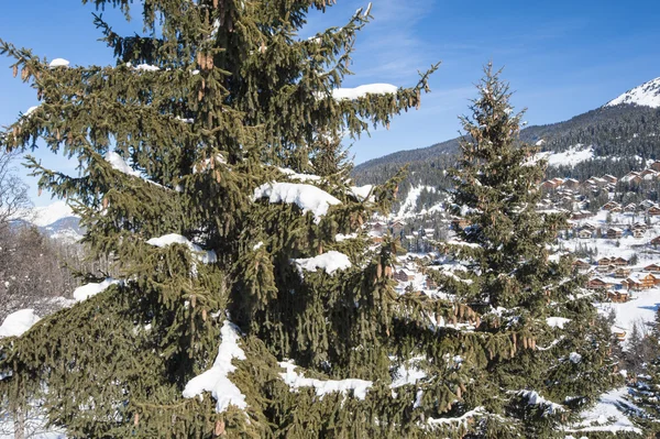在雪坡上与松树的全景视图 — 图库照片
