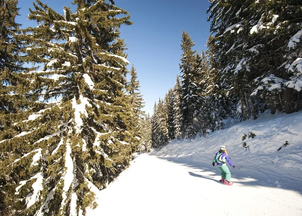 Kayakçı Bakırlı aracılığıyla ağaçlar üzerinde
