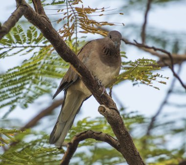 Ağaca tünemiş palm güvercin