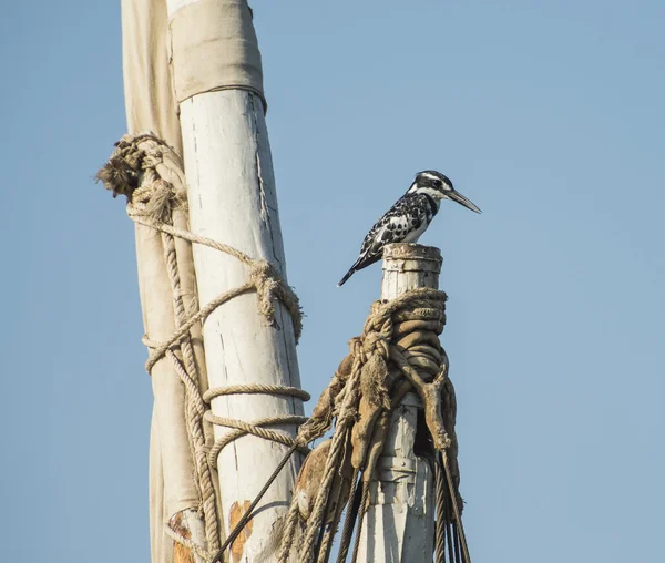 Pied martin pescatore appollaiato su un albero superiore — Foto Stock