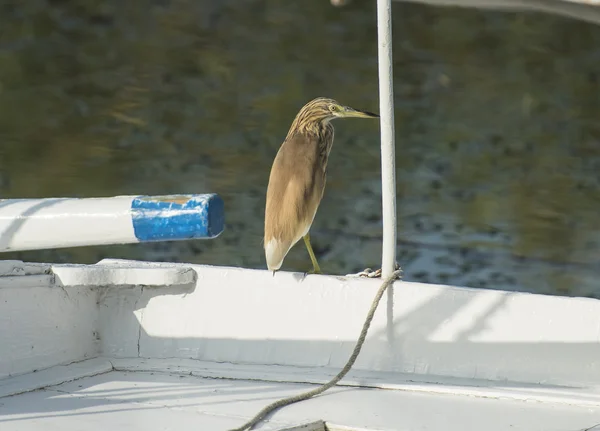 Squacco garça empoleirada em um barco de madeira — Fotografia de Stock