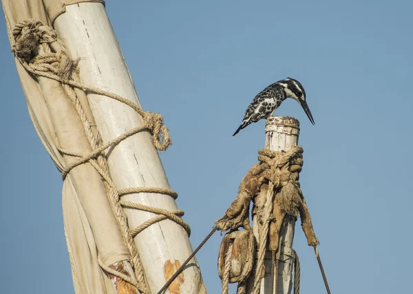 Pied kingfisher perched on a mast top — Stock Photo, Image