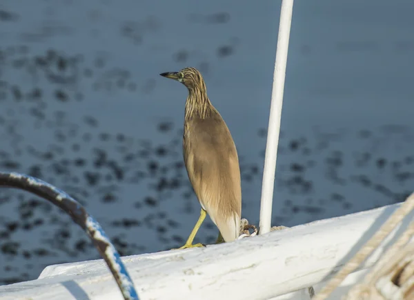 Squacco heron perched on a wooden boat — Stock Photo, Image