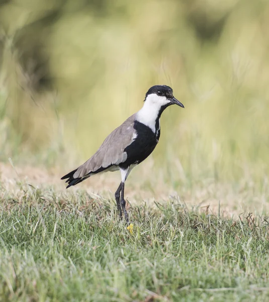 Spur winged plover stood in grass — Stock Photo, Image