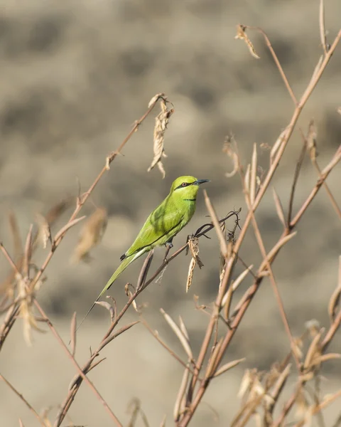 Piccolo mangiatore di api verde sul trespolo — Foto Stock