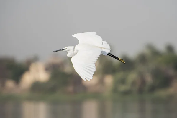 Pequeno Egret em voo — Fotografia de Stock